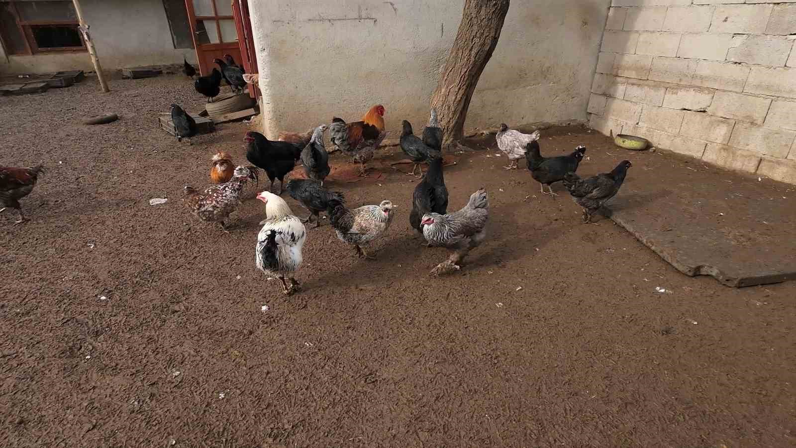 istanbuldan memleketi yozgata dondu binlerce hayvan ureterek gecimini sagliyor 5 LlekQ7I9