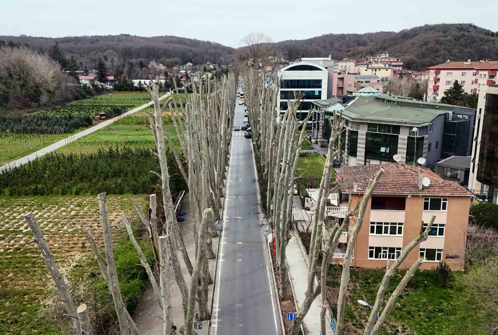 istanbulun tarihi cinarlarina budama tartisma baslatti 2 ztXjpjyI