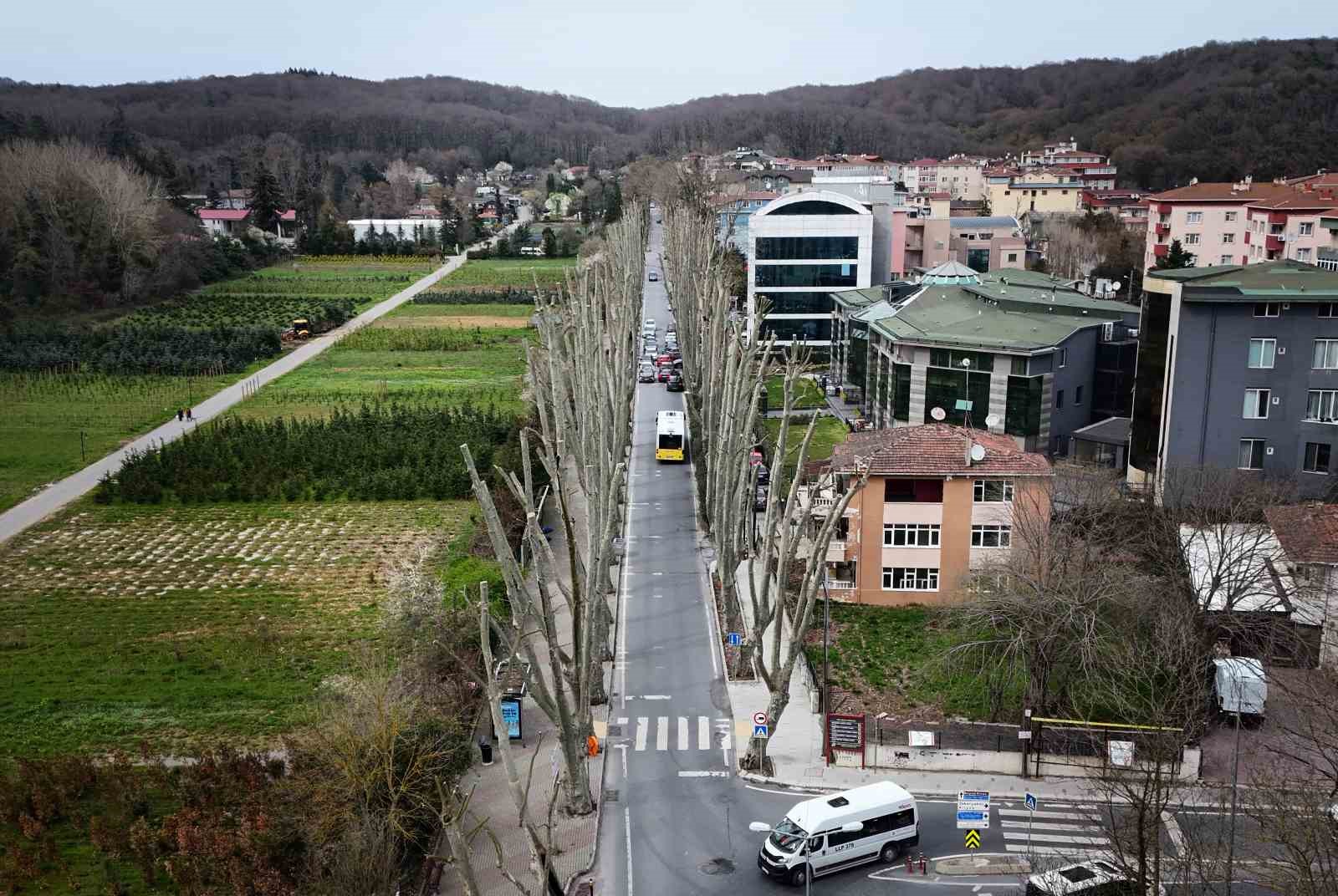 istanbulun tarihi cinarlarina budama tartisma baslatti 6 zei9NFaS
