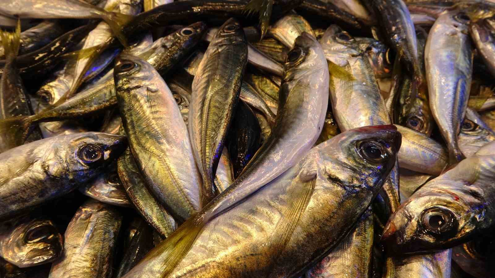 istavrit hamsiyi tahtindan etti 1 JfJTt1bN