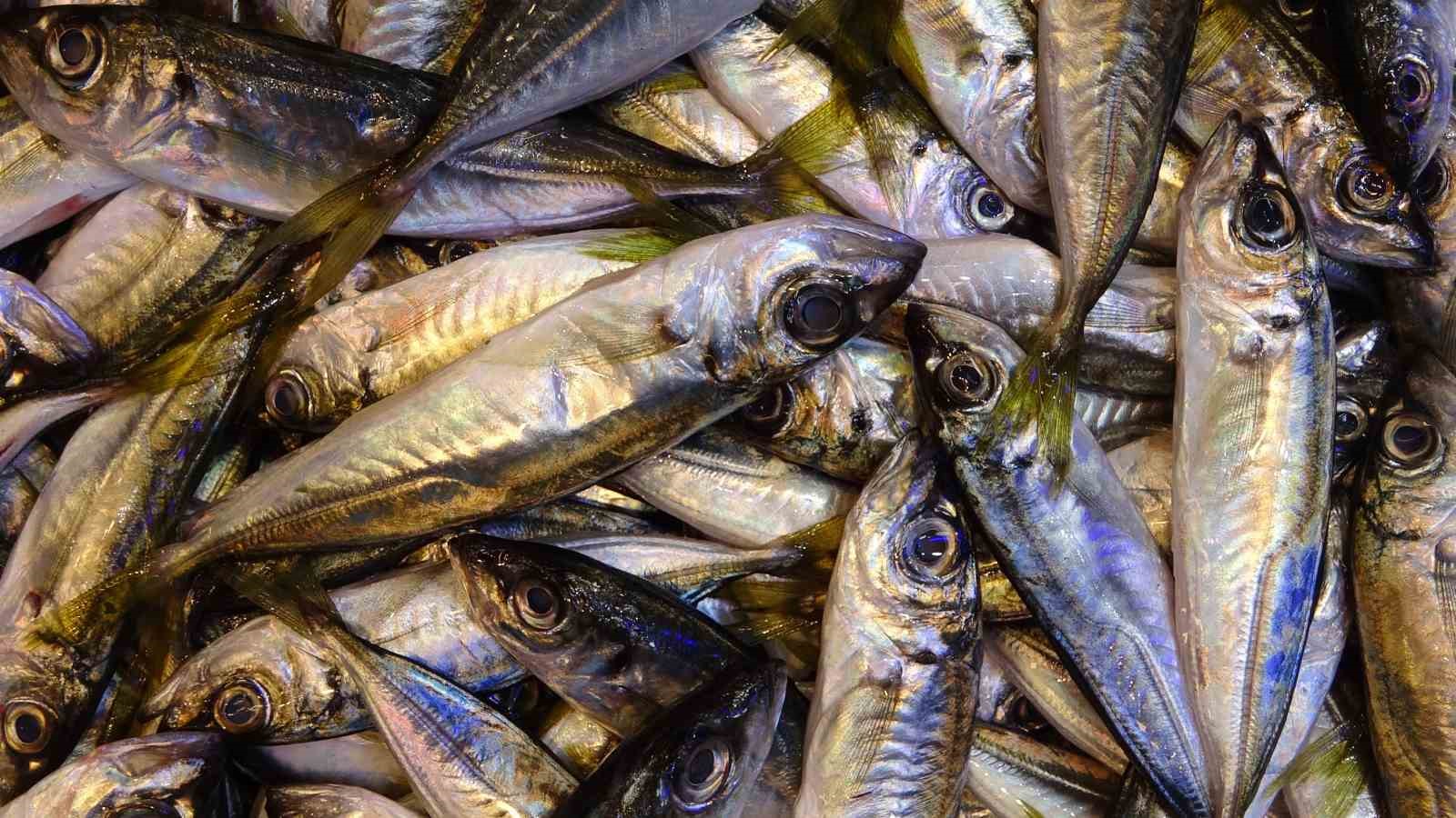 istavrit hamsiyi tahtindan etti 5 b5usDw27