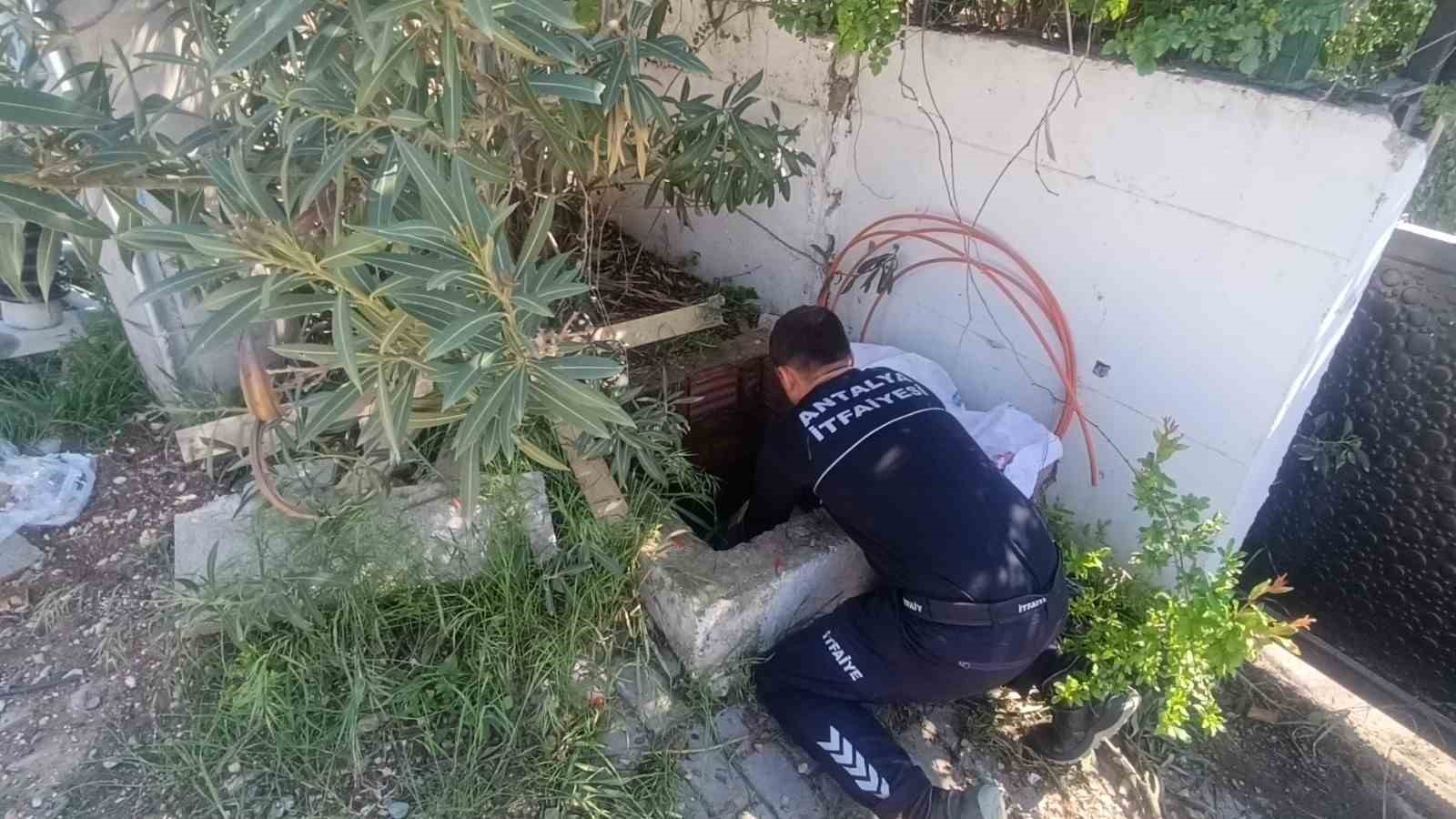 itfaiyeden rogarda uc kirpi bacada serce mesaisi 1 TwDVyR6I
