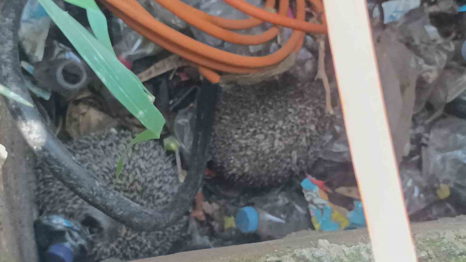 itfaiyeden rogarda uc kirpi bacada serce mesaisi 3 ccijirPr