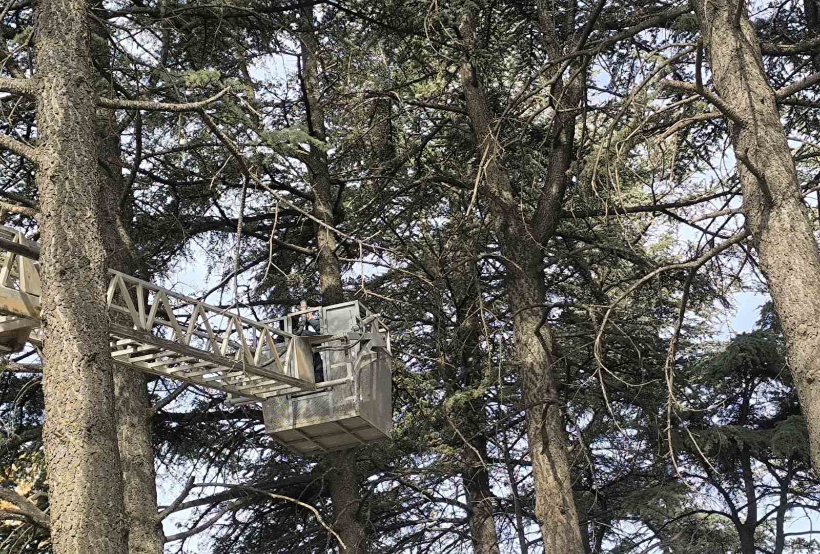 itfaiyeden su fiskirtma teknigiyle kedi kurtarma operasyonu 1 aVljdUNY
