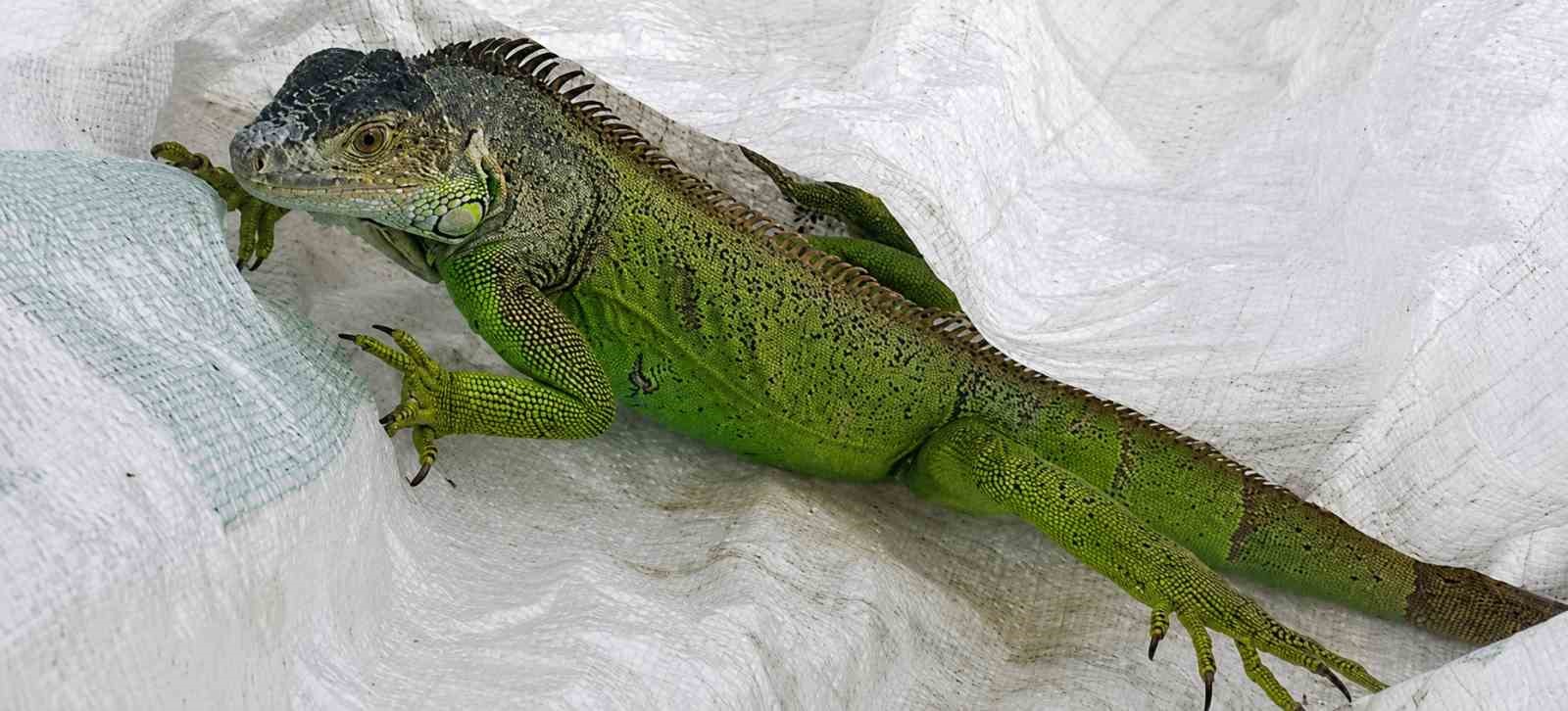 itfaiyenin iguana mesaisi 1 iqJevjmf