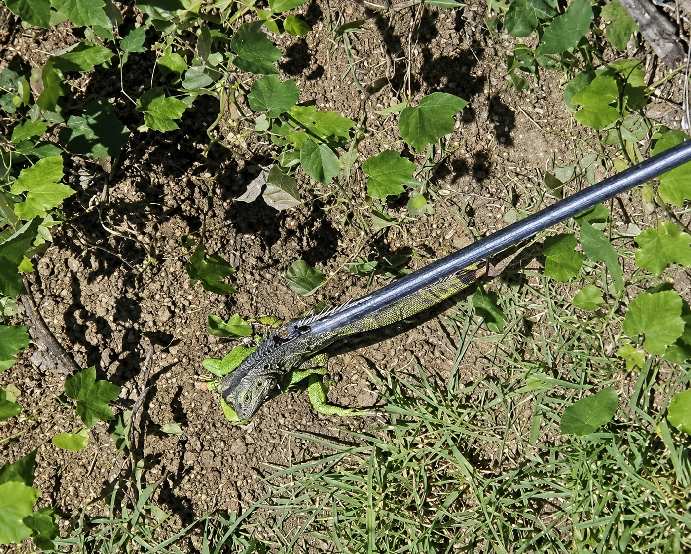 itfaiyenin iguana mesaisi 2 Qwv8jrsa