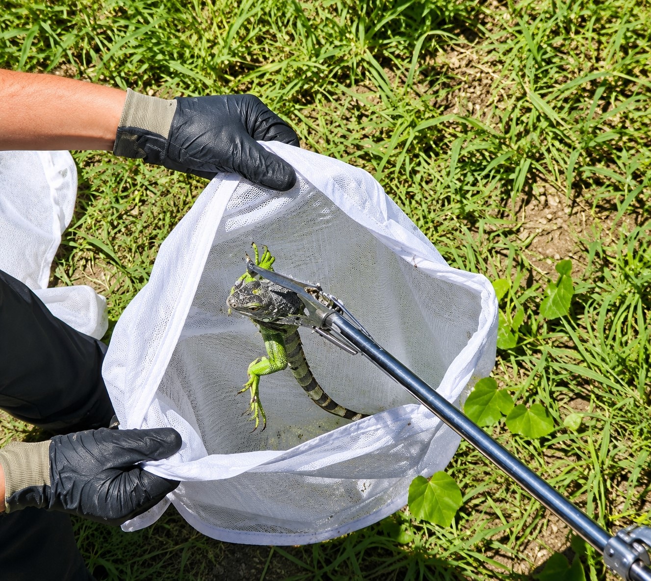 itfaiyenin iguana mesaisi 3 IFtAi7zT