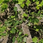 itfaiyenin-iguana-mesaisi-S7wbZQSR.jpg
