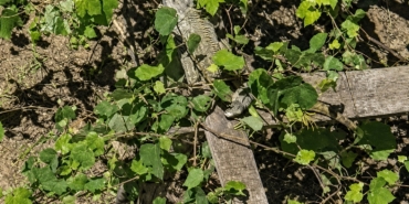 itfaiyenin-iguana-mesaisi-S7wbZQSR.jpg