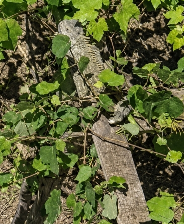 itfaiyenin-iguana-mesaisi-S7wbZQSR.jpg
