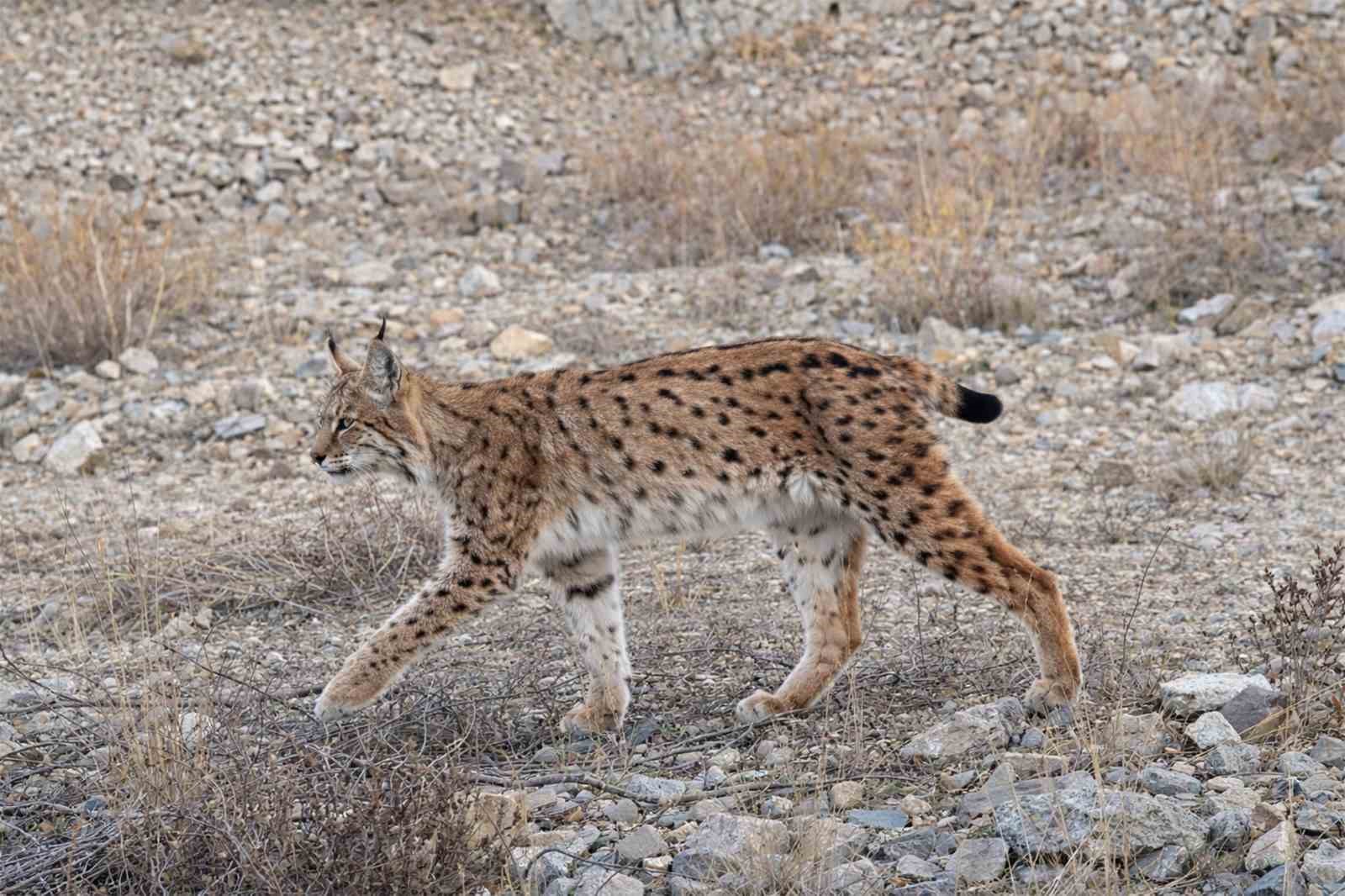 iucn kirmizi listesinde yer aliyor ormanin hayaleti en net haliyle goruntulendi 0