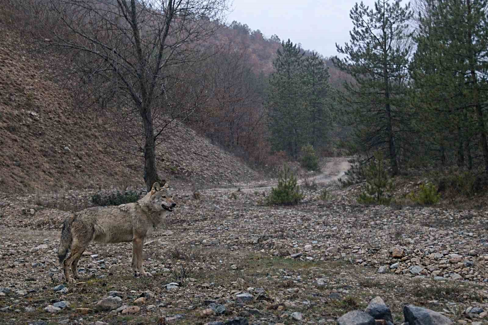 iucn kirmizi listesinde yer aliyor ormanin hayaleti en net haliyle goruntulendi 1 CUVAG8Pt