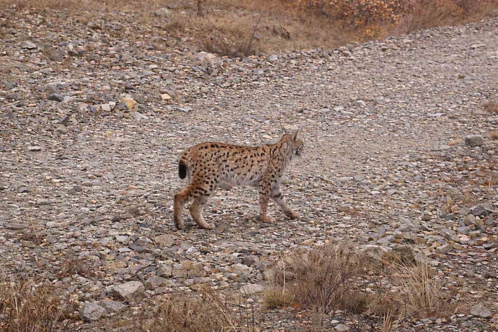 iucn kirmizi listesinde yer aliyor ormanin hayaleti en net haliyle goruntulendi 2 h89E19Fc
