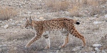 iucn-kirmizi-listesinde-yer-aliyor-ormanin-hayaleti-en-net-haliyle-goruntulendi-5Ka5AqBI.jpg