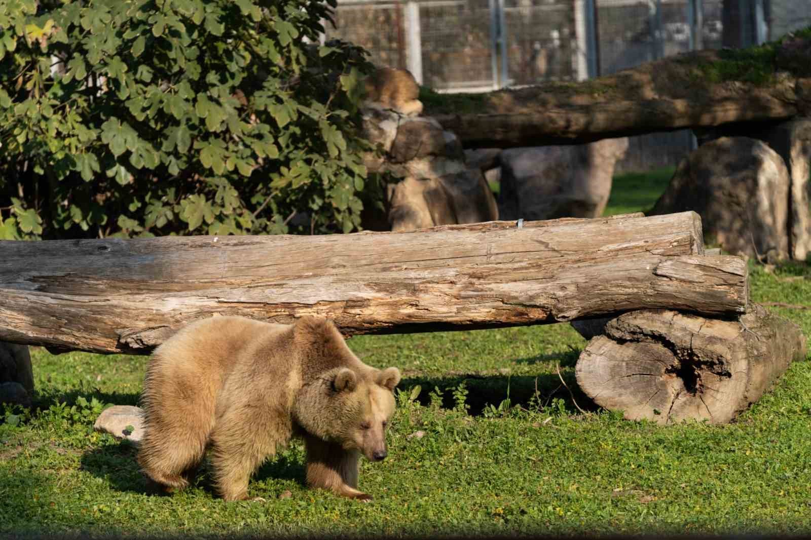 izmir dogal yasam parkina siyah jaguar ve bozayi geldi 0 tH8D4lJ9