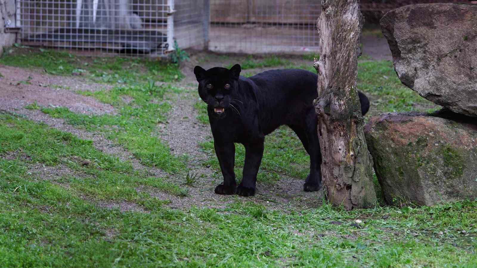 izmir dogal yasam parkina siyah jaguar ve bozayi geldi 1 FFAmYnKV