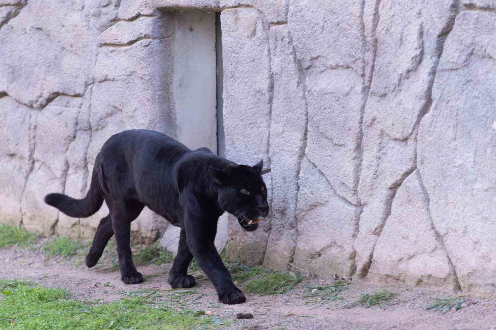 izmir dogal yasam parkina siyah jaguar ve bozayi geldi 3 WYJVMaVB