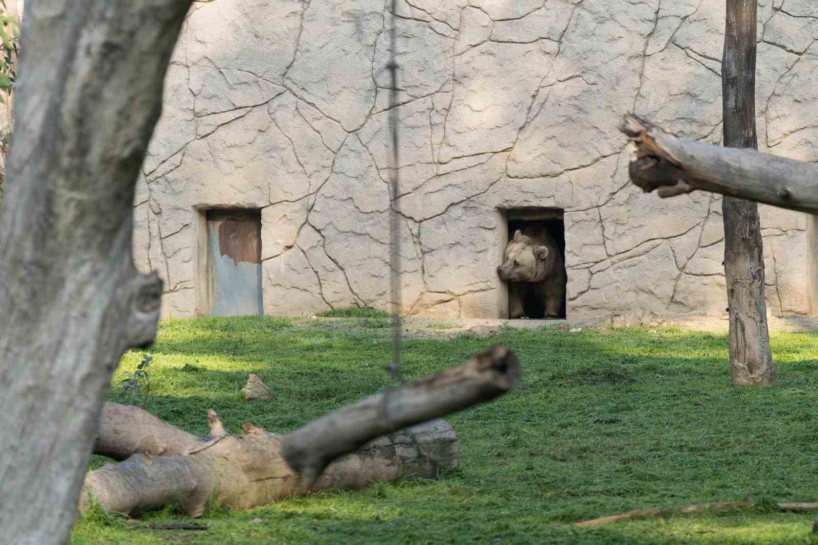 izmir dogal yasam parkina siyah jaguar ve bozayi geldi 5 jNfd9KyO