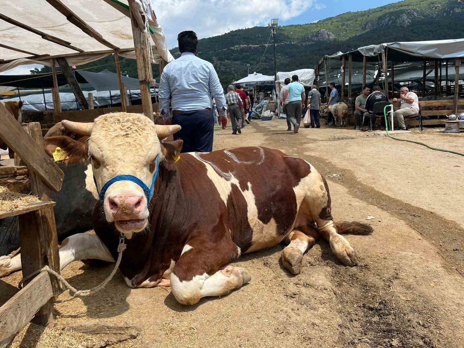 izmir kurban pazarlarinda sosyal medya ruzgari 1 gXltiDll