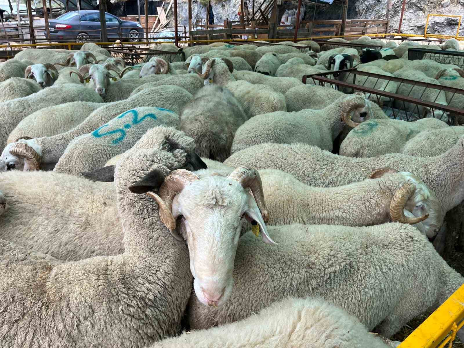 izmir kurban pazarlarinda sosyal medya ruzgari 5 QkUbmRdn