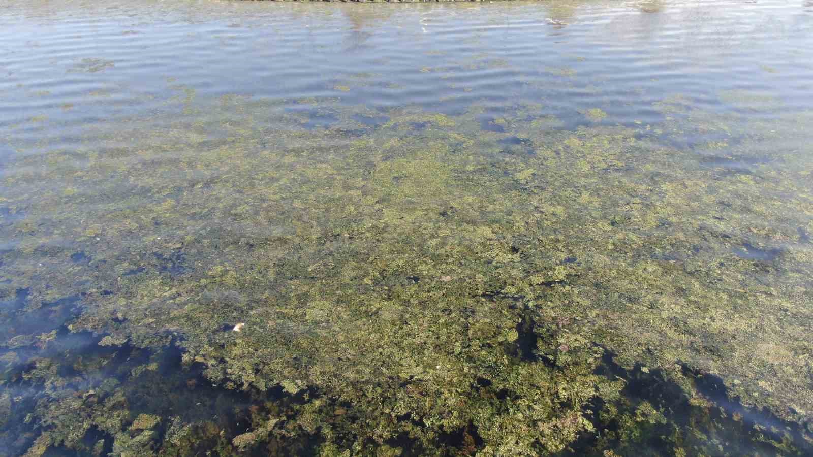 izmir sahilinde yesil istila 1 h3mMVGJE
