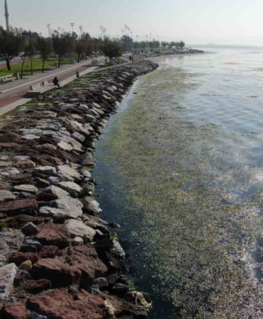 izmir-sahilinde-yesil-istila-ykmfP7WO.jpg