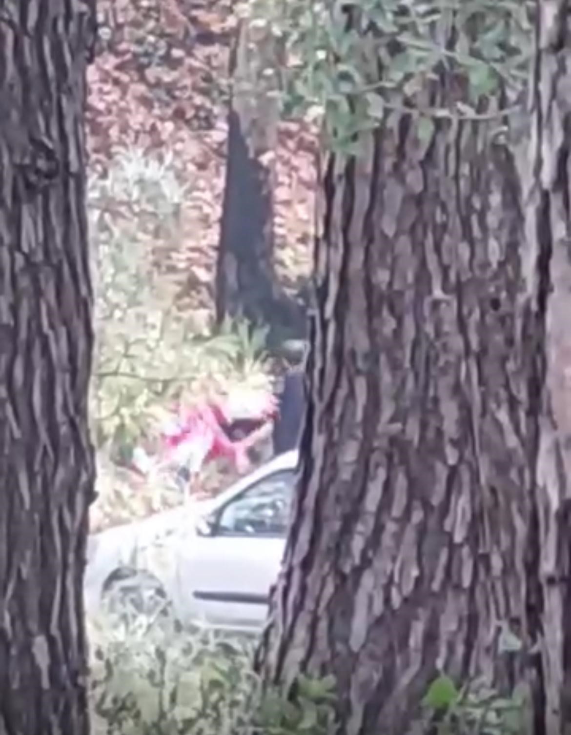 İzmir’de bir kadın ormanlık alanda darbedildi 4 izmirde bir kadin ormanlik alanda darbedildi 0 1tXufV4t