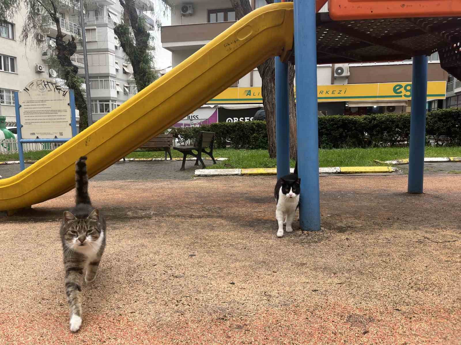 izmirde domuzlar sosyal hayatin parcasi olmaya basladi 0