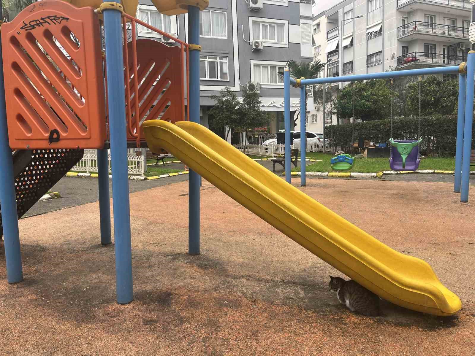 izmirde domuzlar sosyal hayatin parcasi olmaya basladi 1 Bb2swrJr