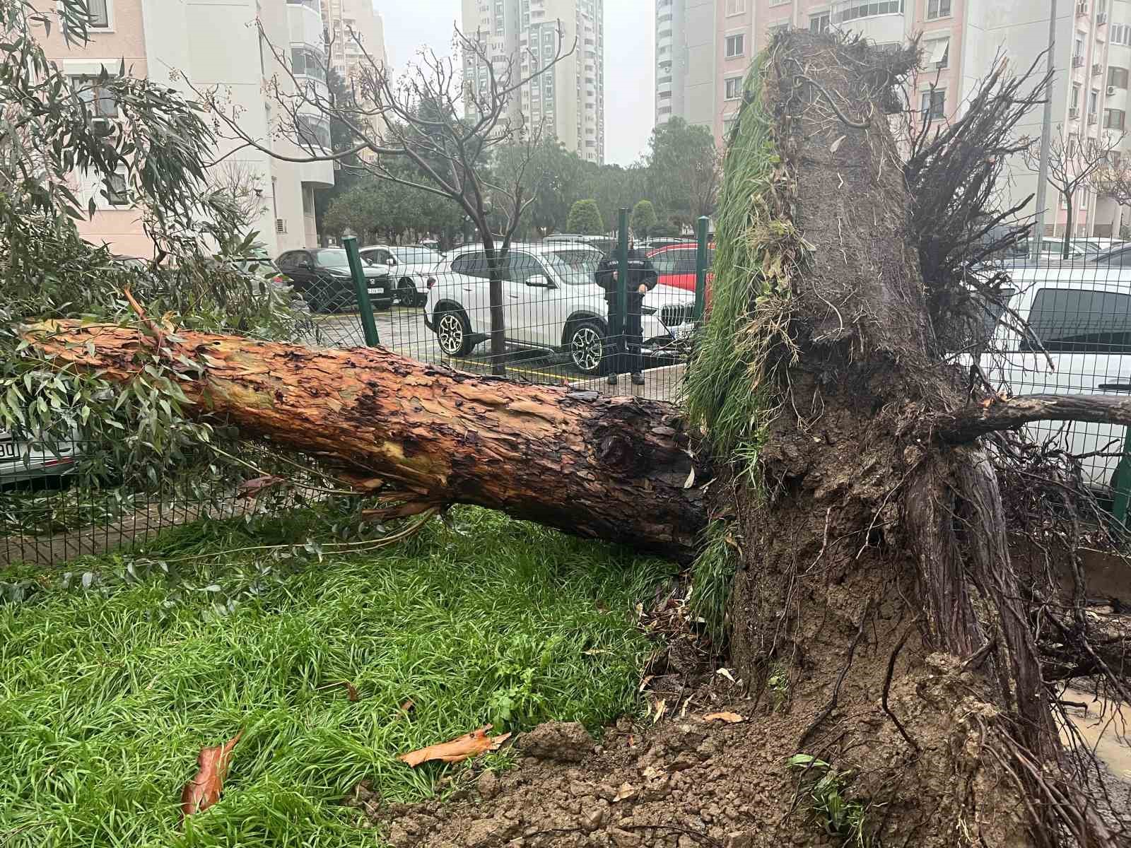 izmirde firtina agaclari devirdi 5 arac hasar gordu 3 2BReWPft
