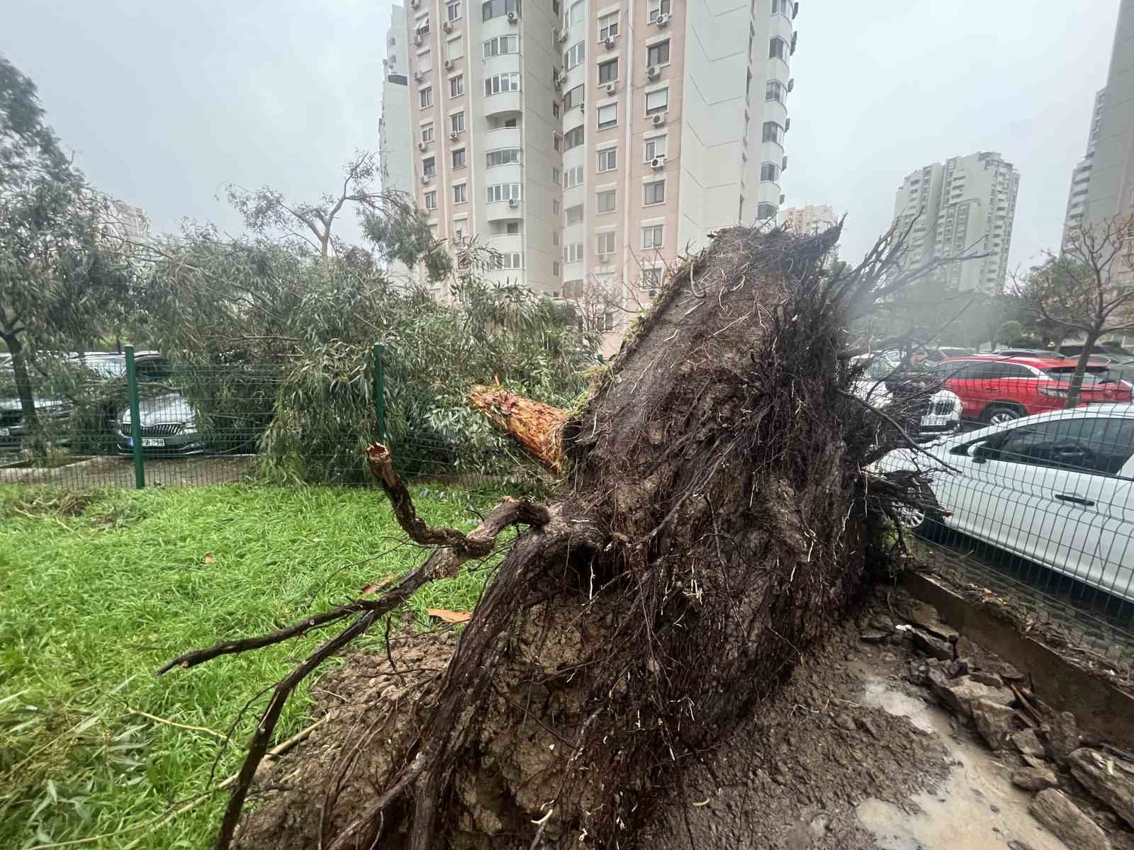 izmirde firtina agaclari devirdi 5 arac hasar gordu 4 pUUDJWdr