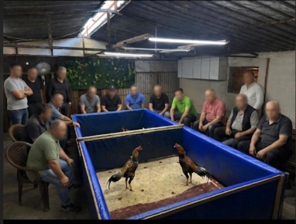 izmirde horoz dovusu operasyonu ciftlik muhurlendi 130 bin lira ceza kesildi 0 NigKqgPp