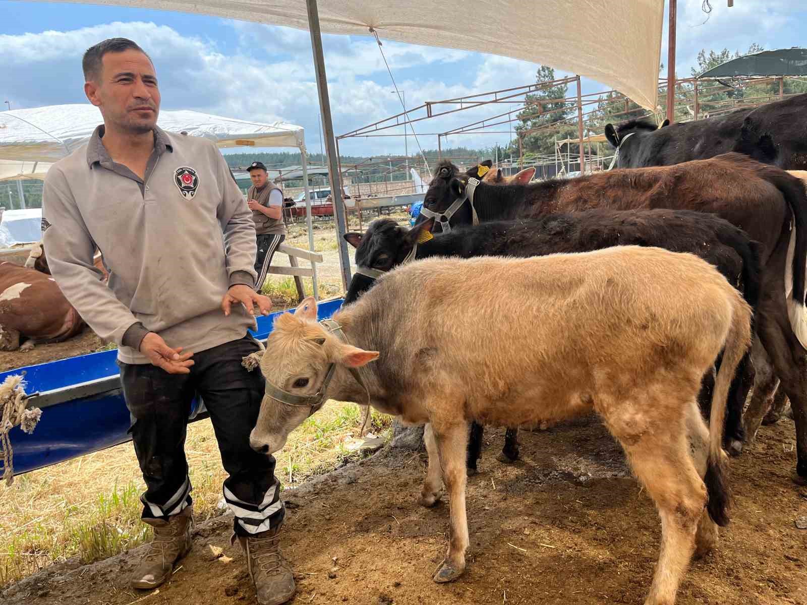 izmirde kurban pazarlari kurulmaya basladi 6 5LPT8y9W