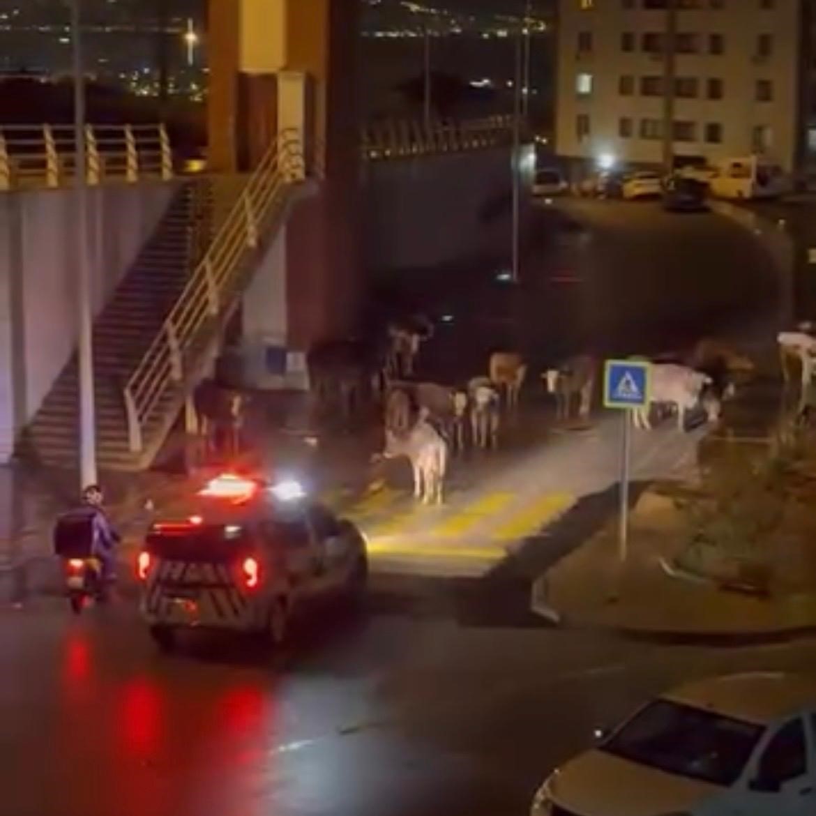 izmirde polisin inekler dagilin anonsu gulumsetti 1 qiqiAJBz