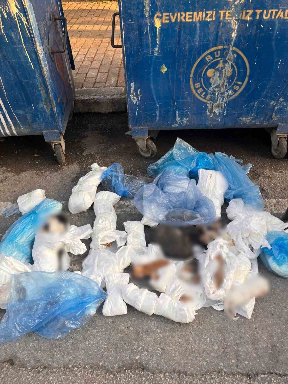 izmirde posetler icinde 33 olu kedi bulundu 1 qiPdlr7C