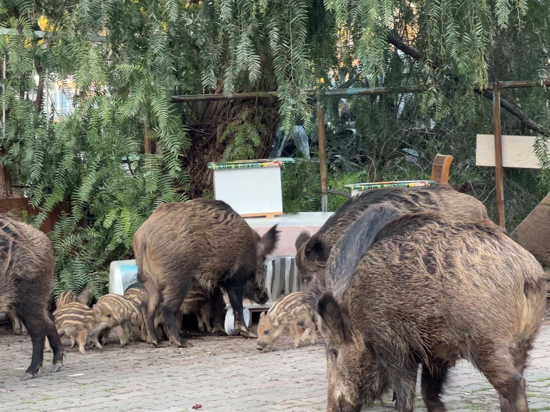 izmirde yaban domuzlari gunduz vakti sokaklarda yiyecek aradi 1 7SEMBWCl