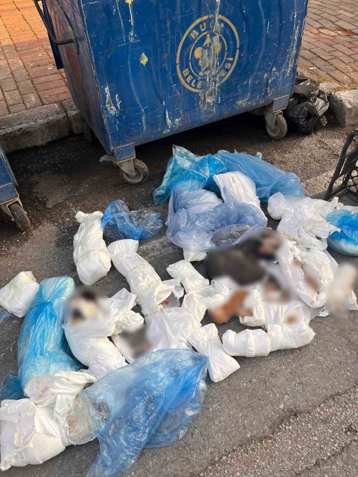 izmirdeki kedi vahsetinde veteriner hekim serbest kaldi bassavcilik itiraz etti 0 LisBiLCS