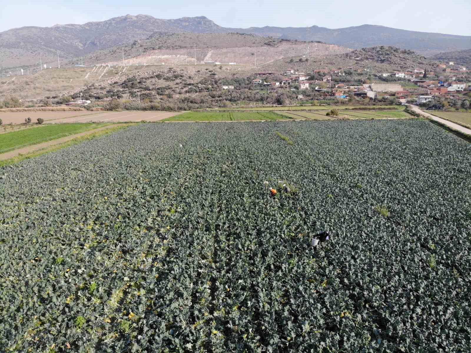 izmirin verimli tarim arazilerinde yesil altin hasadi 0 R98tPc9B
