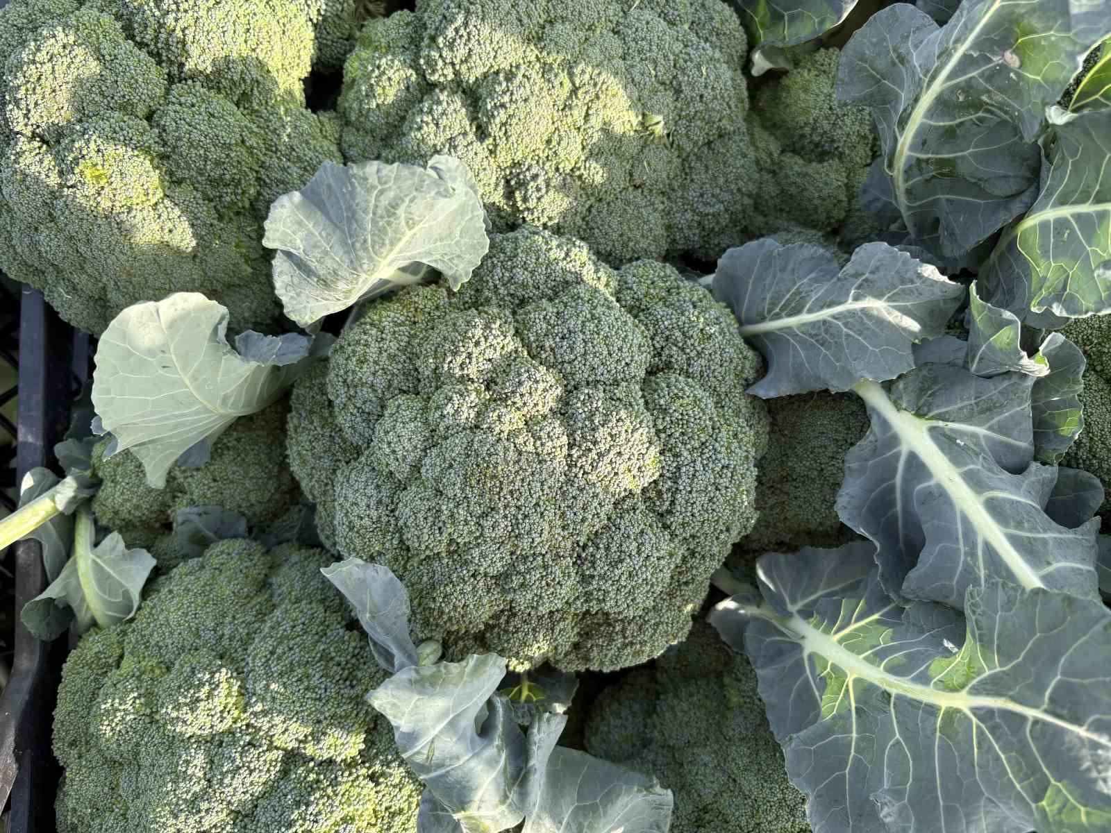 izmirin verimli tarim arazilerinde yesil altin hasadi 1