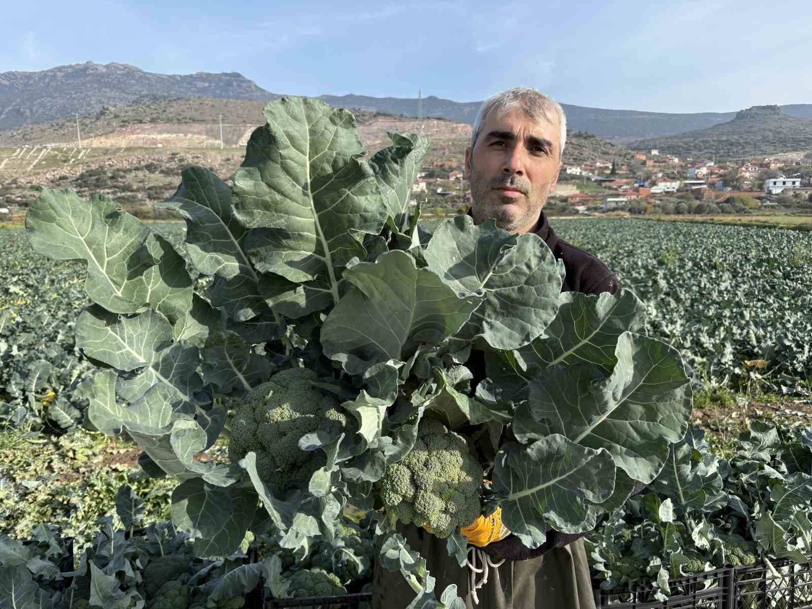 izmirin verimli tarim arazilerinde yesil altin hasadi 2 2kT31tOy