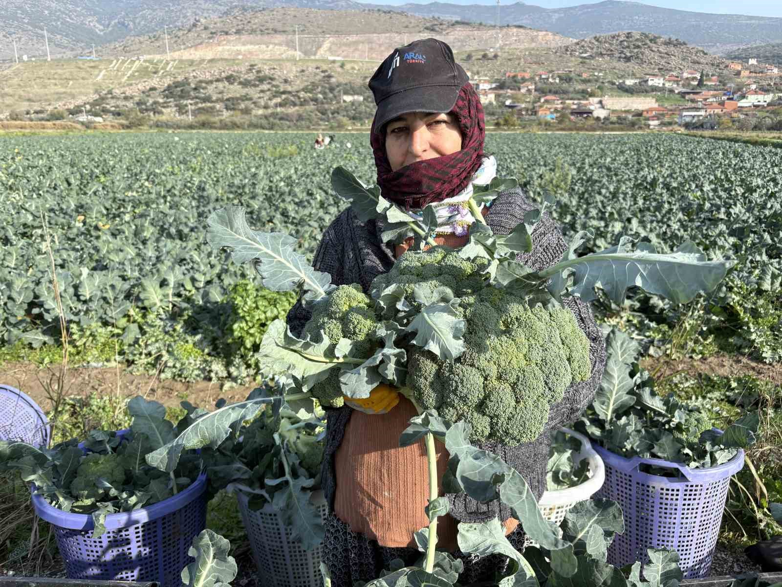 izmirin verimli tarim arazilerinde yesil altin hasadi 3 T5CPHgbL