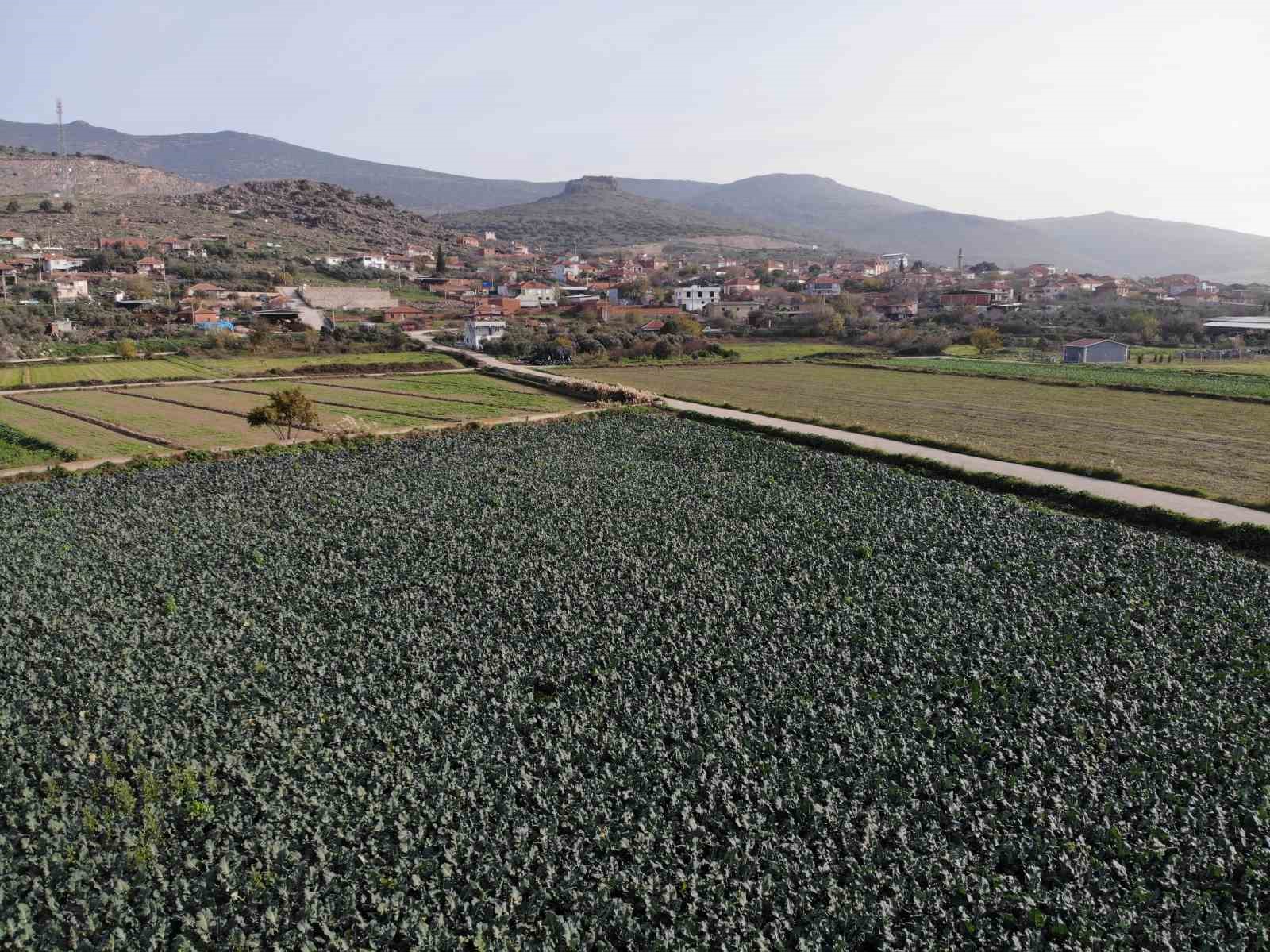 izmirin verimli tarim arazilerinde yesil altin hasadi 4 7YbmDsvN