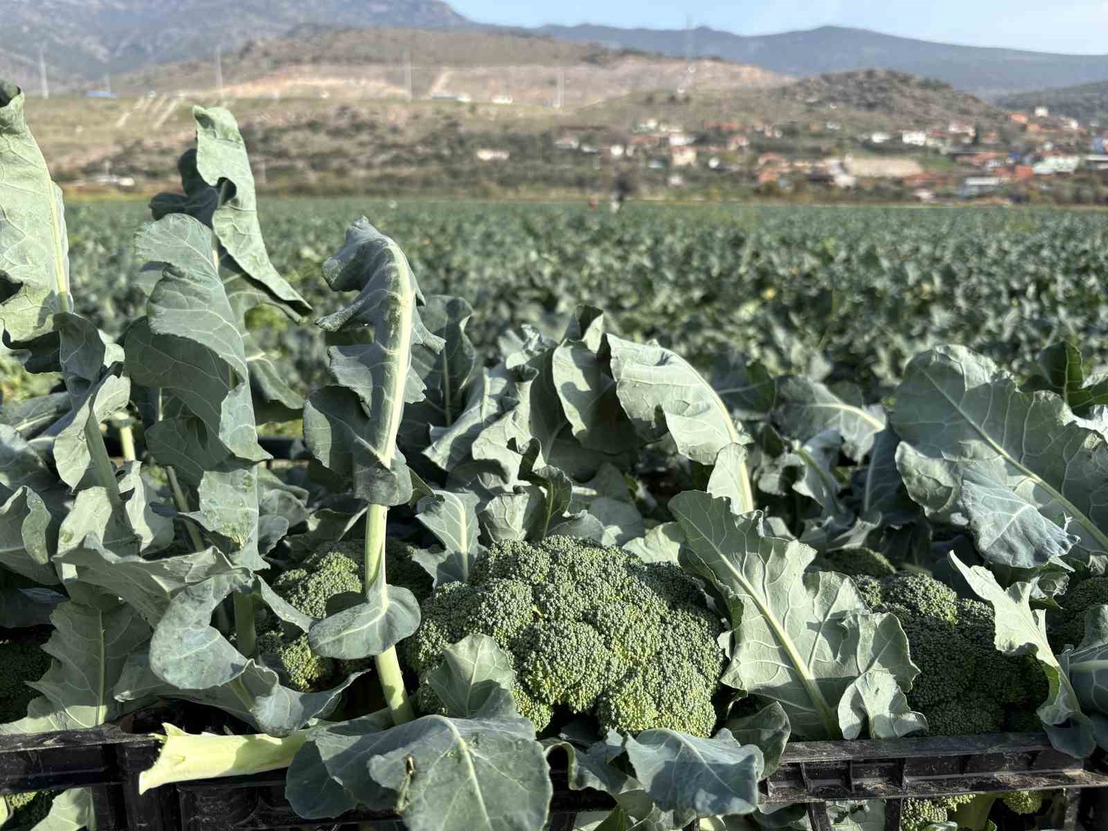 izmirin verimli tarim arazilerinde yesil altin hasadi 7 aGlTumem