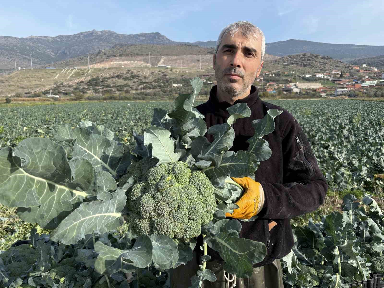 izmirin verimli tarim arazilerinde yesil altin hasadi 8 GhEmkXYj