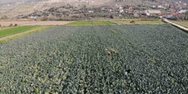 izmirin-verimli-tarim-arazilerinde-yesil-altin-hasadi-OHlcgebH.jpg