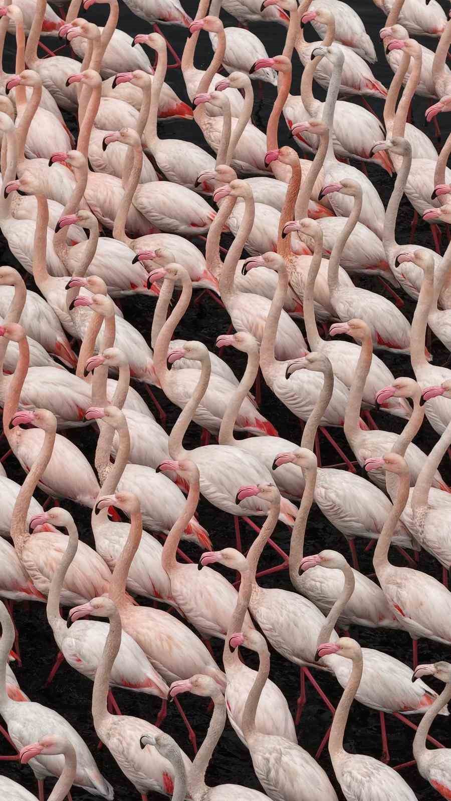 izmit korfezinde alli turna guzelligi 4 Umm7GYzF