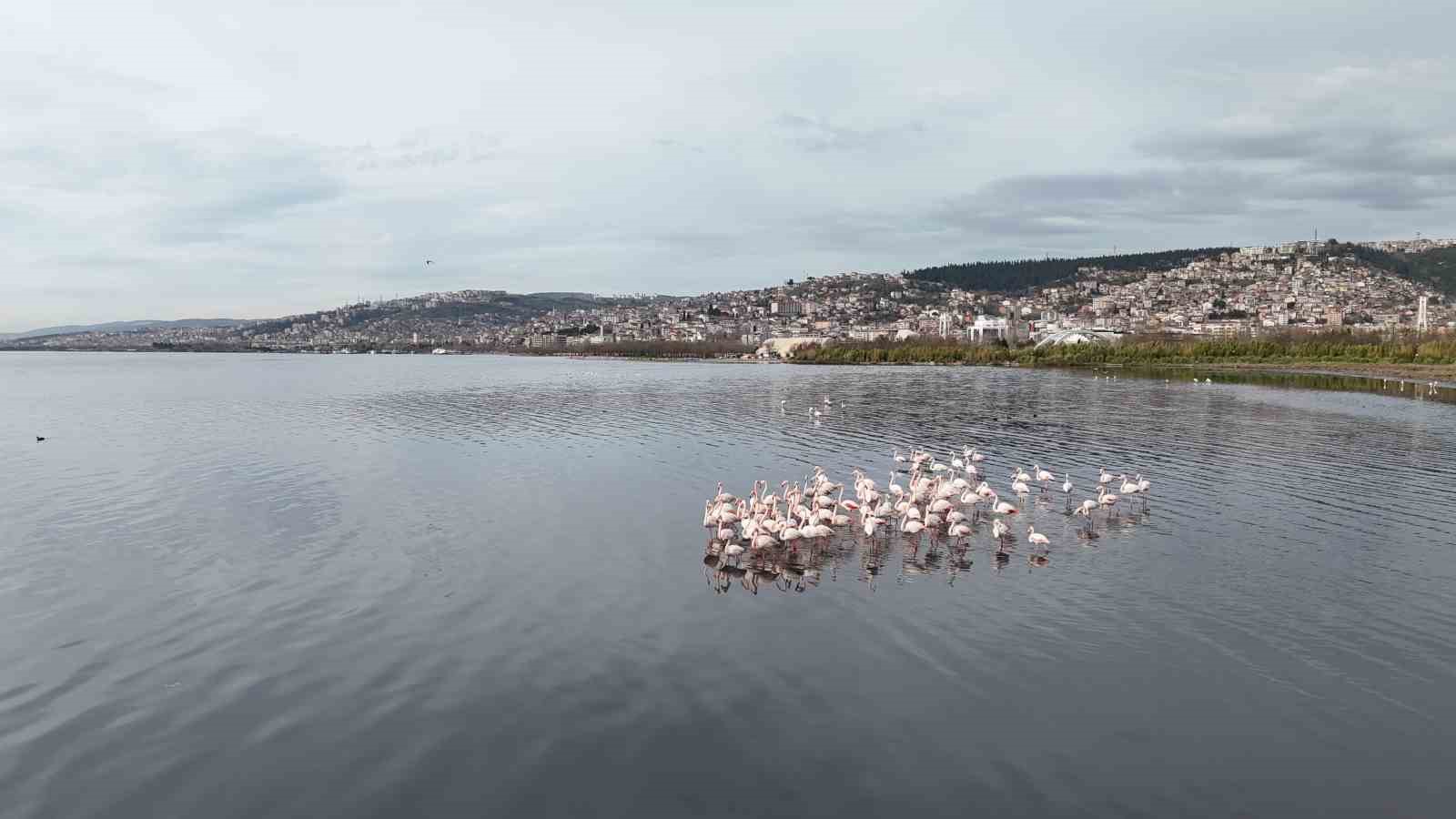 izmit korfezinde camur gitti alli turnalarin sayisi ikiye katlandi 5 iE1RA6Al