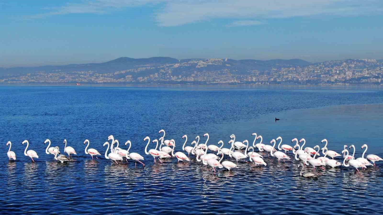 izmit korfezinde camur gitti alli turnalarin sayisi ikiye katlandi 7 ZNnmBGGq
