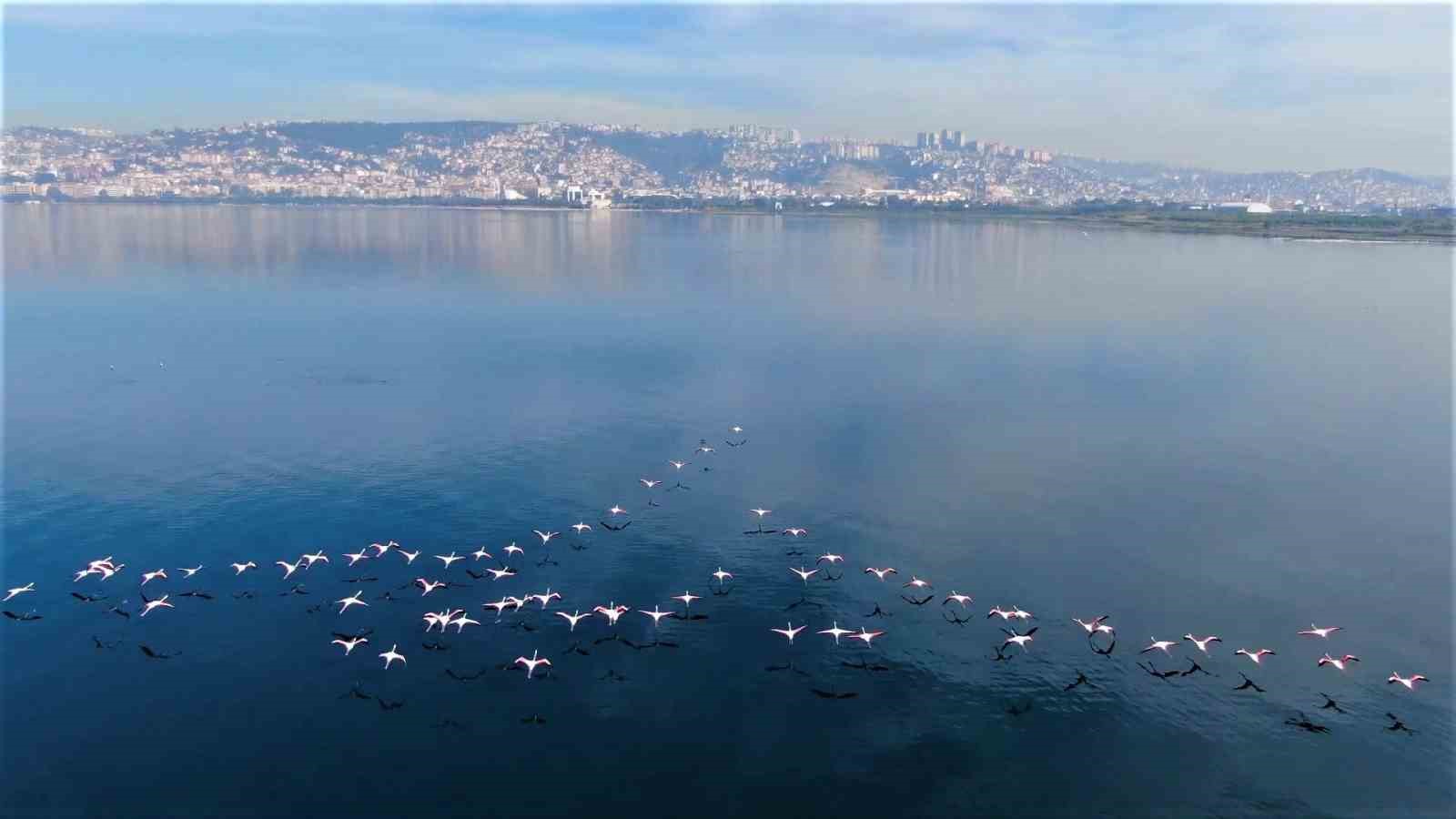 izmit korfezinde camur gitti alli turnalarin sayisi ikiye katlandi 8