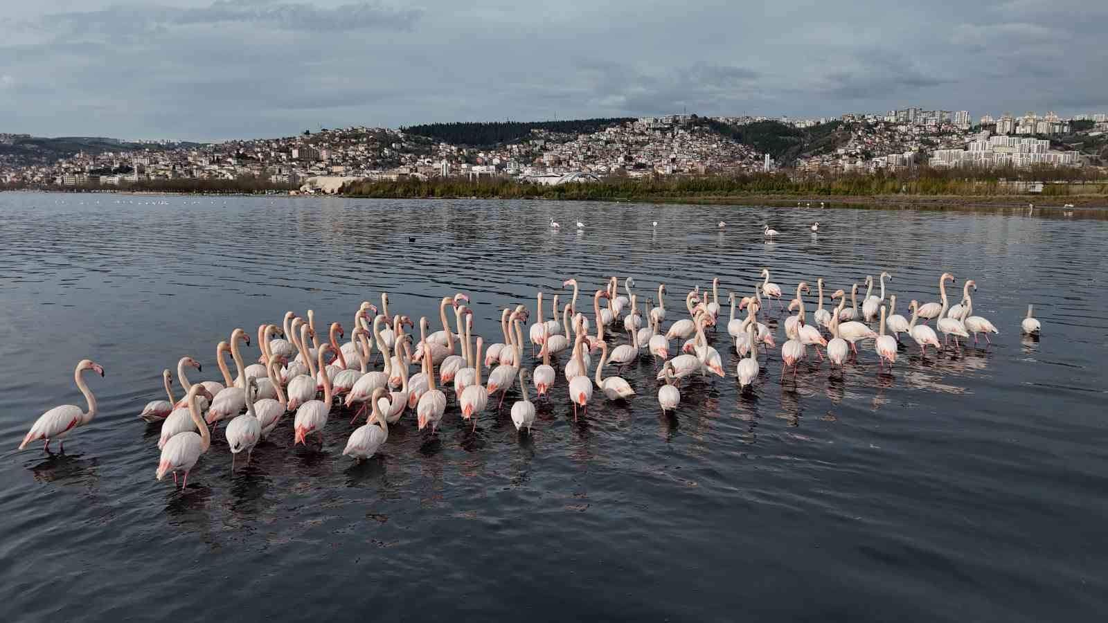 izmit korfezine flamingo akini sayilari katlandi 0 Hnuaw1HA